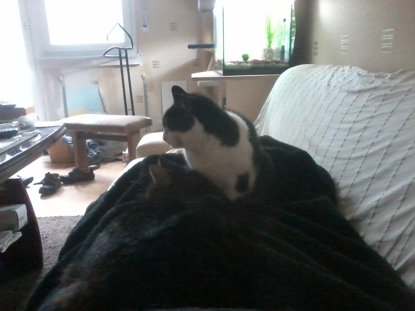 2013-05-20 11.58.16.jpg
